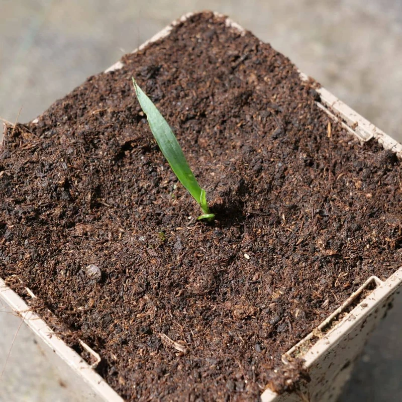 Yucca rostrata — Graines