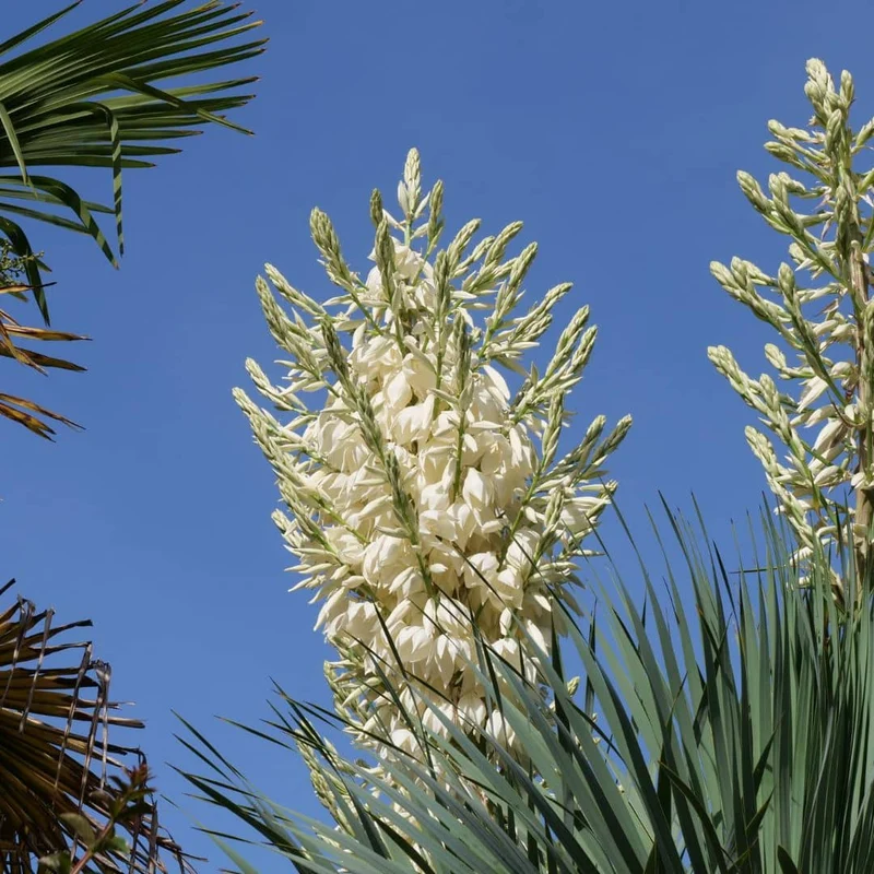 Yucca rostrata — Graines