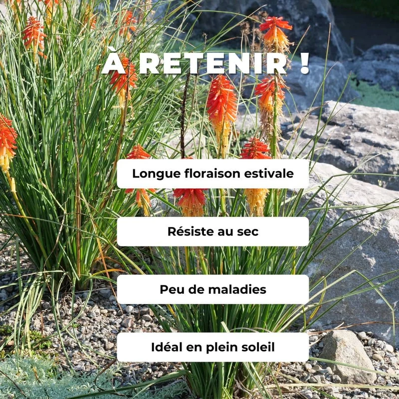 Tritome à longues grappes — Graines ou plant