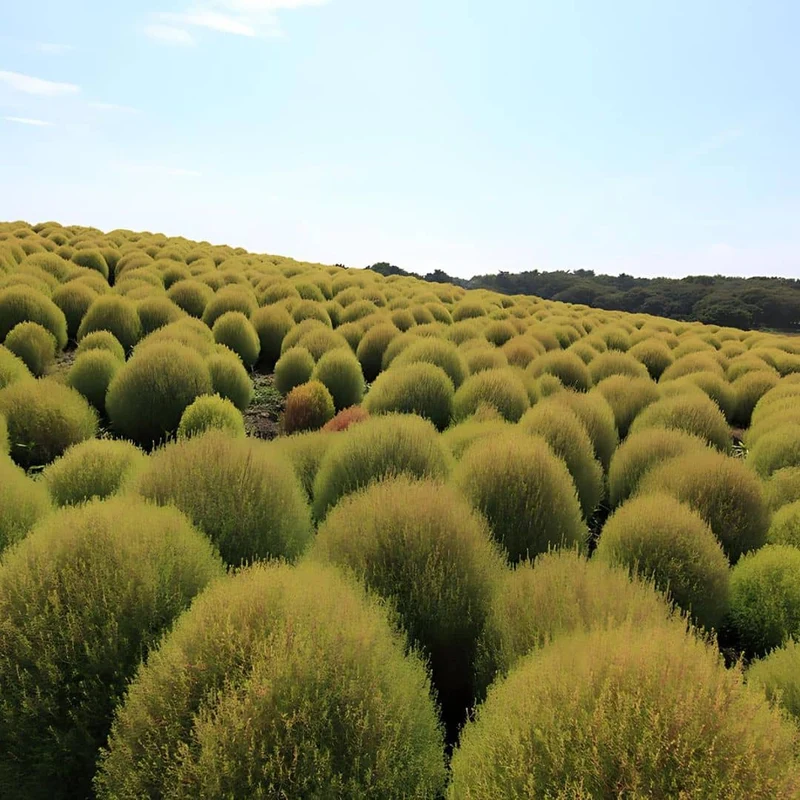 Cyprès d’été — Graines ou plant