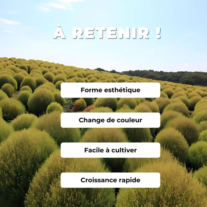 Cyprès d’été — Graines ou plant