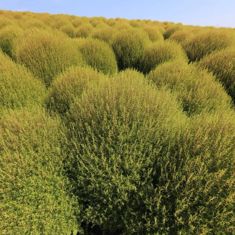 Cyprès d’été — Graines ou plant