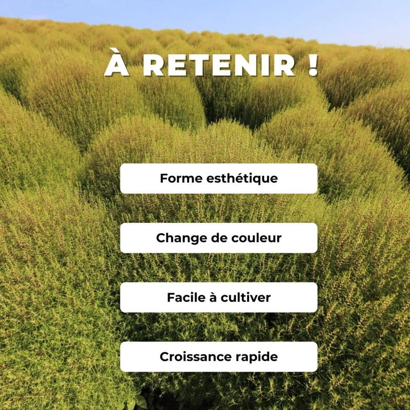 Cyprès d’été — Graines ou plant