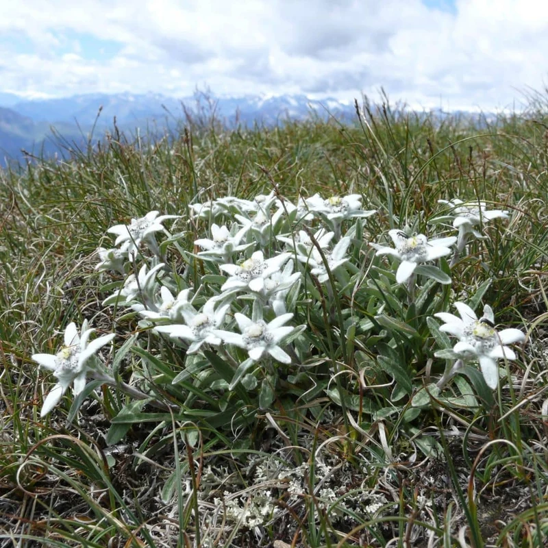 Edelweiss — Graines