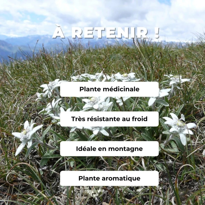 Edelweiss — Graines