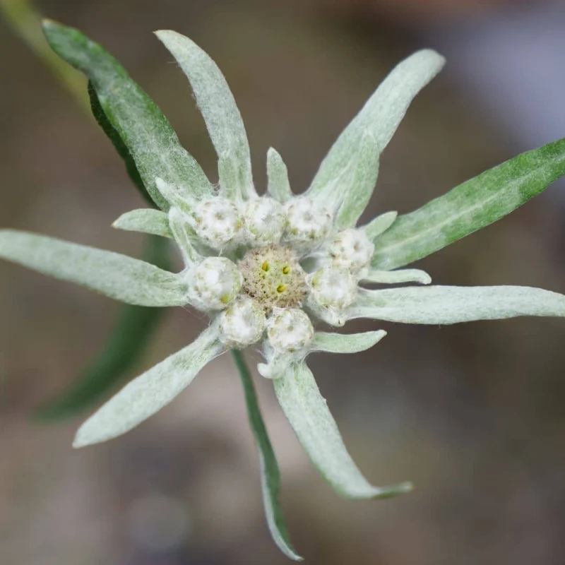 Edelweiss — Graines