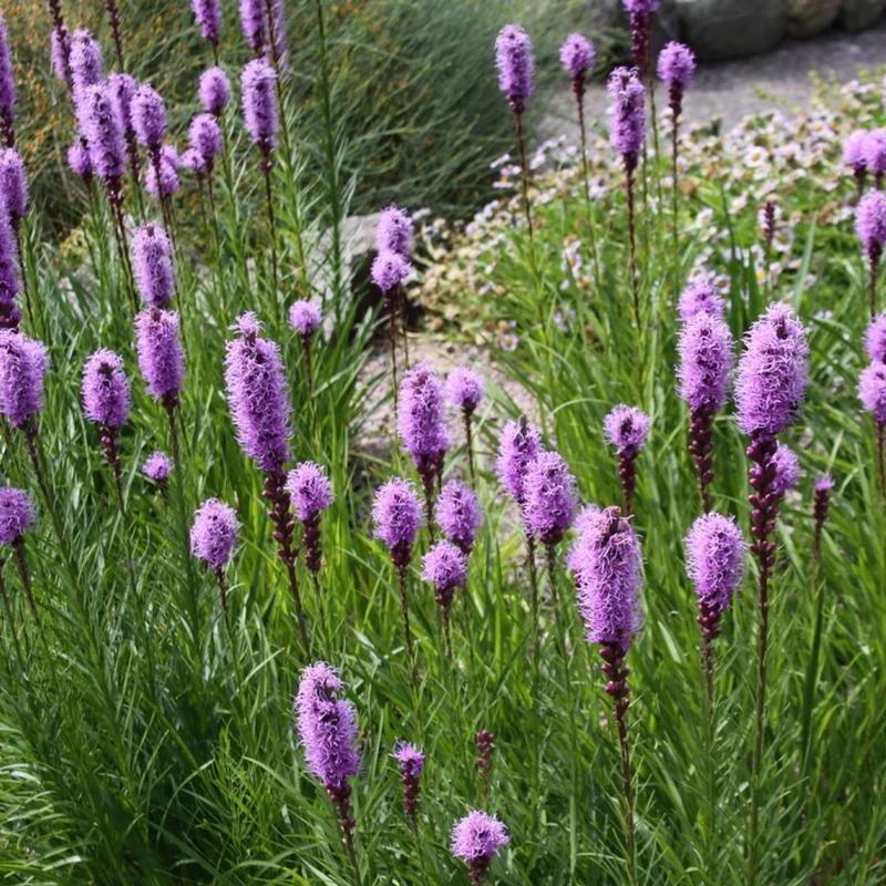 Plumes du Kansas — Graines ou plant