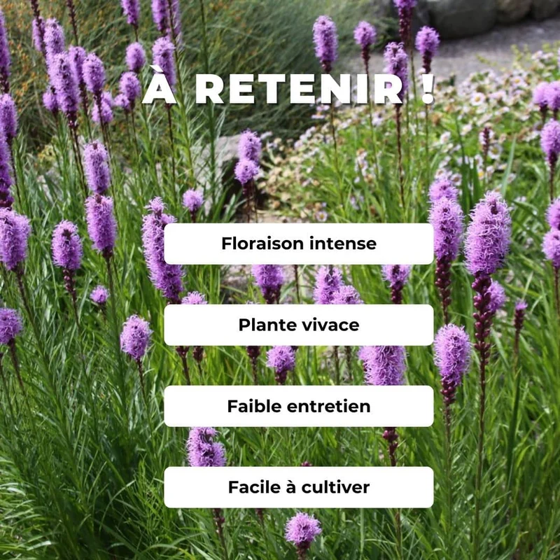 Plumes du Kansas — Graines ou plant
