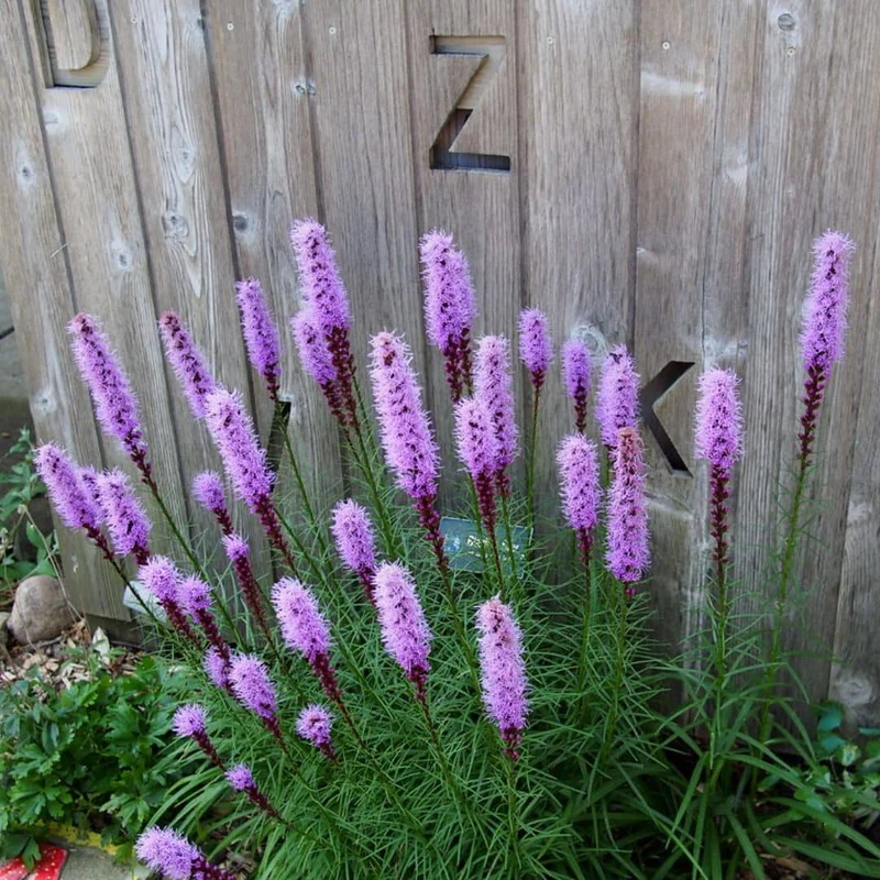 Plumes du Kansas — Graines ou plant
