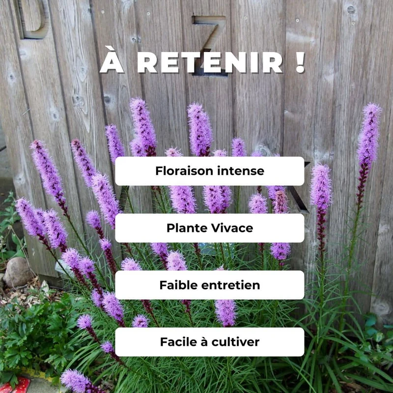 Plumes du Kansas — Graines ou plant