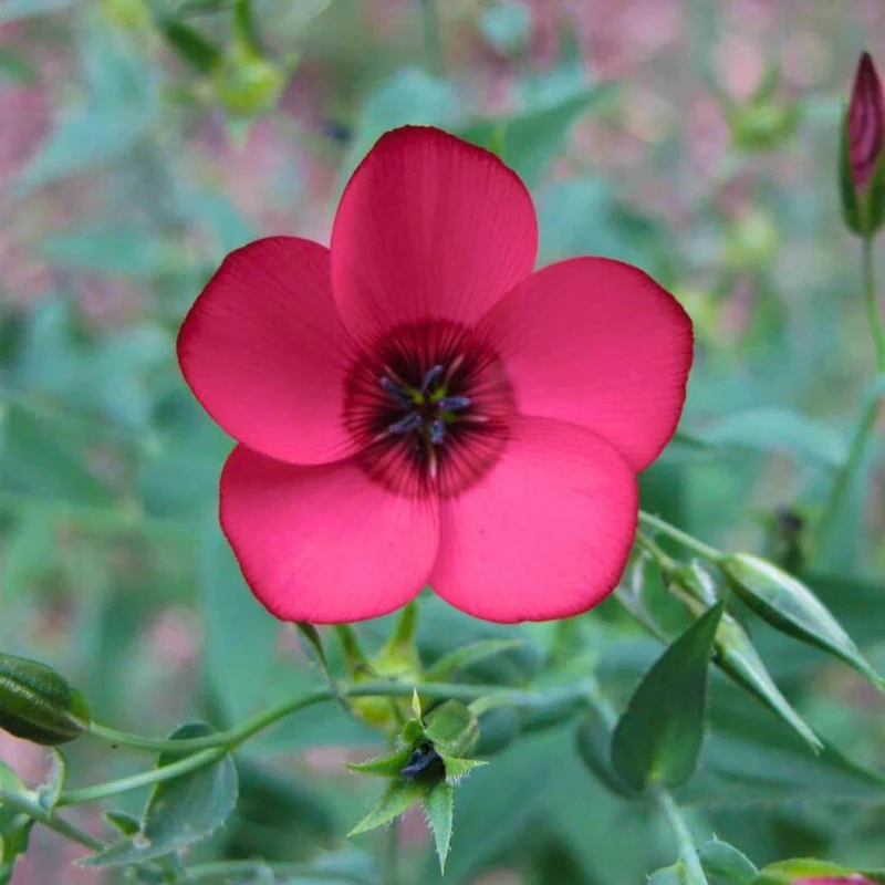 Lin rouge Rubrum — Graines