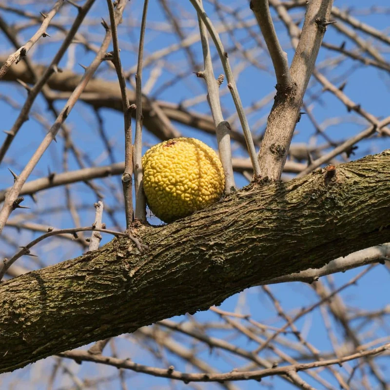 Oranger des Osages — Graines ou plant