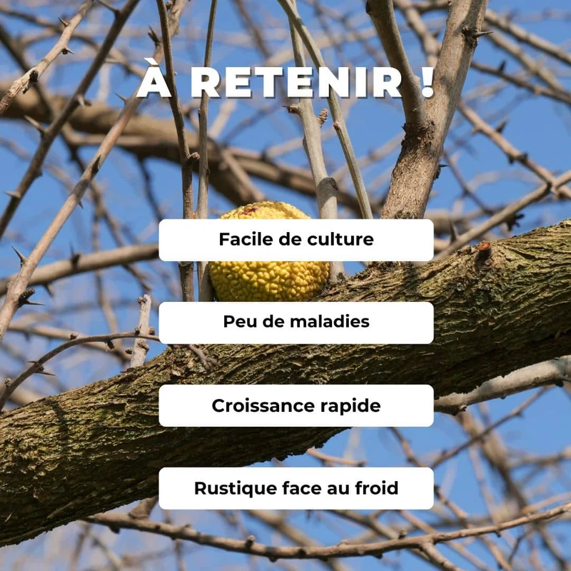 Oranger des Osages — Graines ou plant