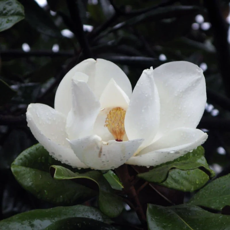 Magnolia à grandes fleurs — Graines