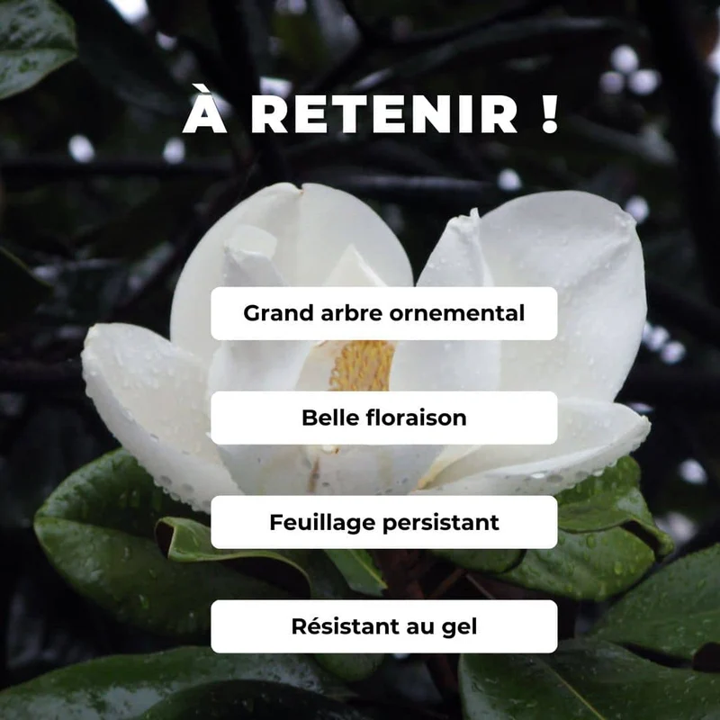 Magnolia à grandes fleurs — Graines