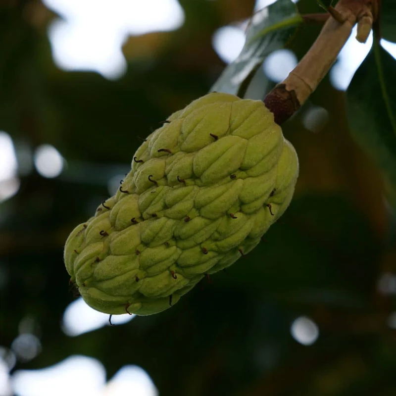 Magnolia à grandes fleurs — Graines