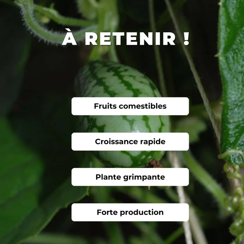 Concombre à confire — Graines