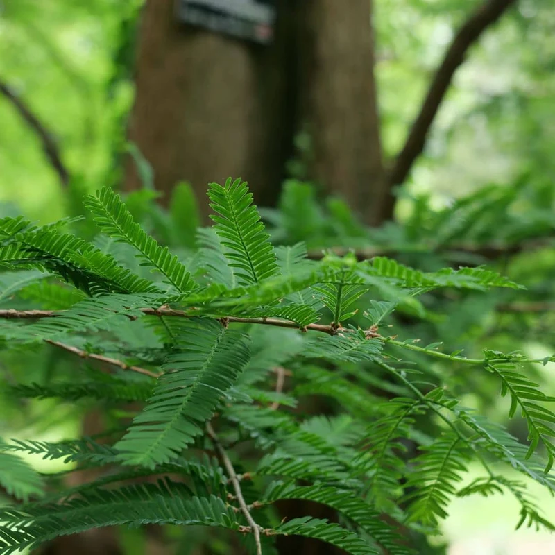 Métaséquoia — Graines ou plant
