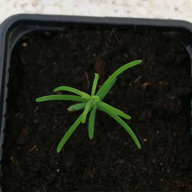 Métaséquoia — Graines ou plant