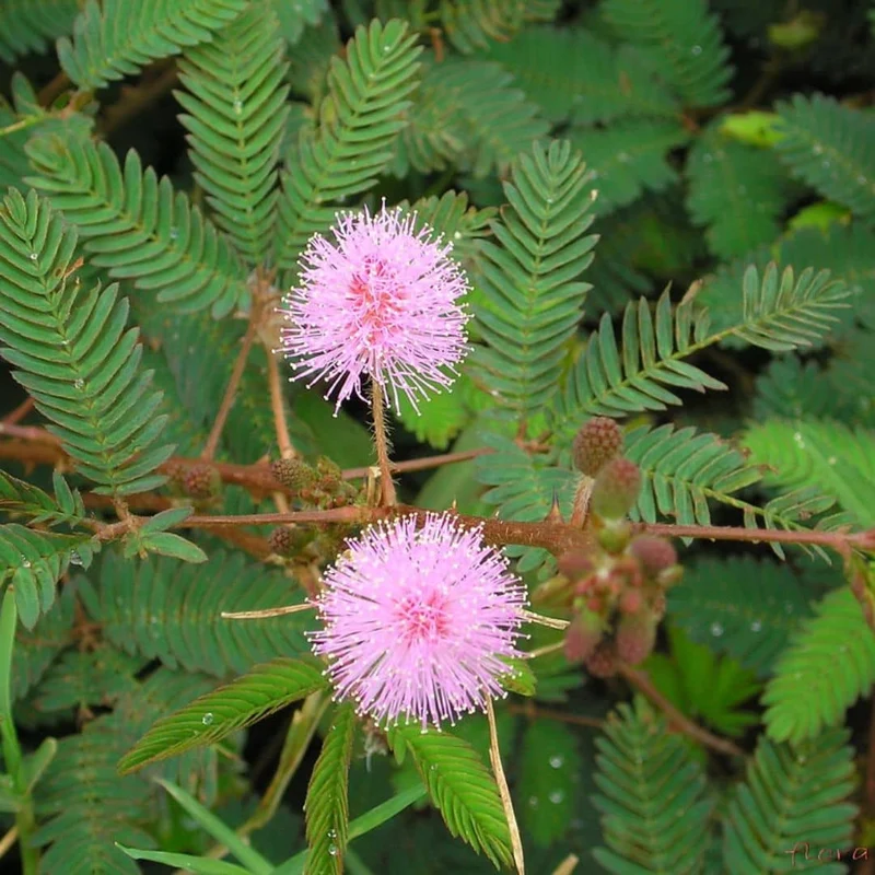 Sensitive — Mimosa pudique — Graines ou plant
