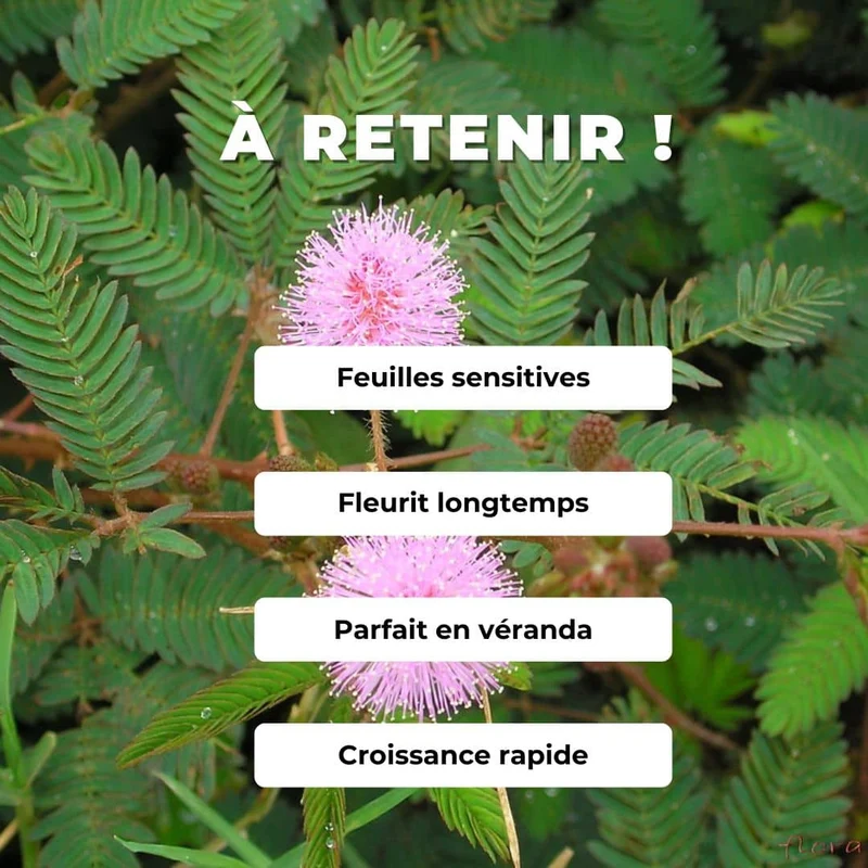 Sensitive — Mimosa pudique — Graines ou plant