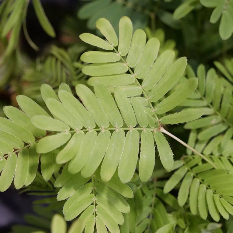 Sensitive — Mimosa pudique — Graines ou plant