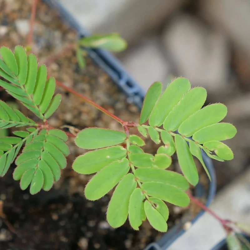 Sensitive — Mimosa pudique — Graines ou plant