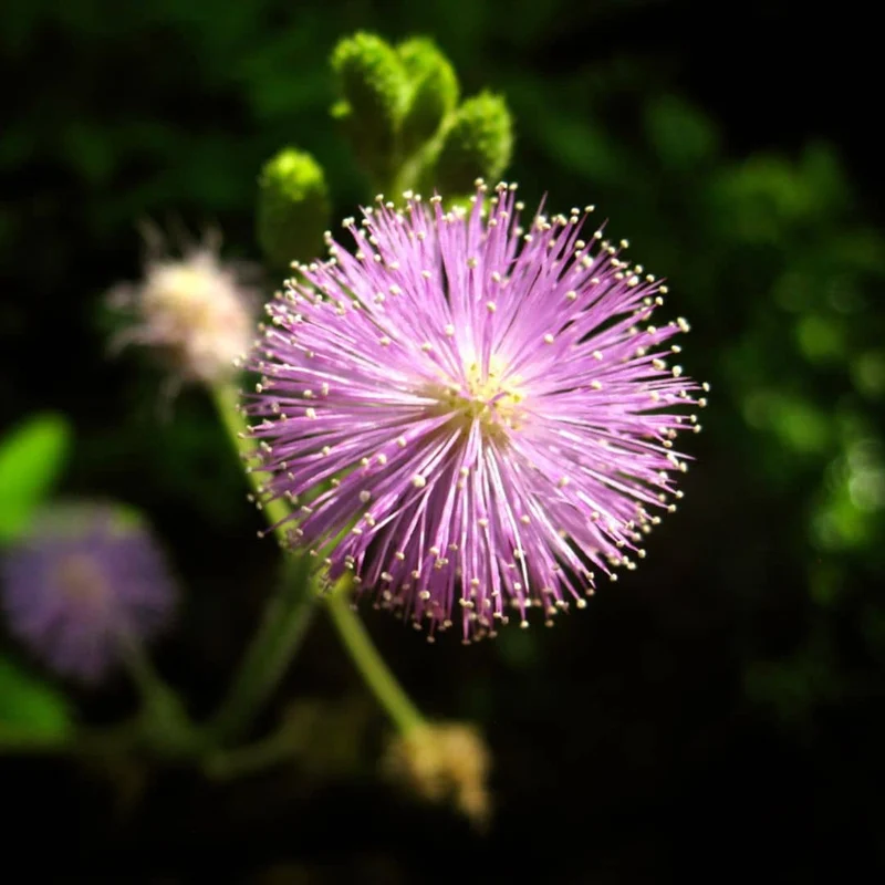 Sensitive — Mimosa pudique — Graines ou plant