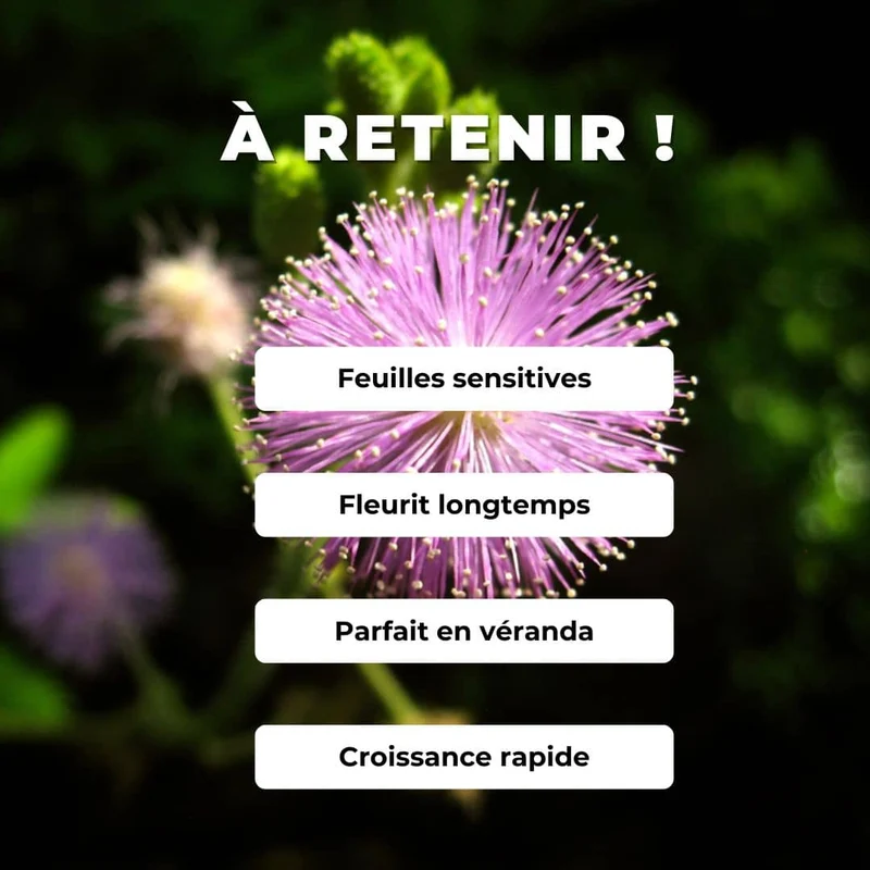 Sensitive — Mimosa pudique — Graines ou plant