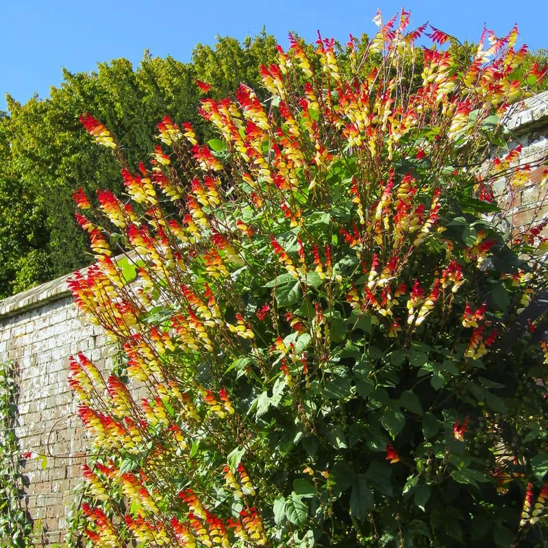 Plumes d’Indien — Mina lobata — Graines