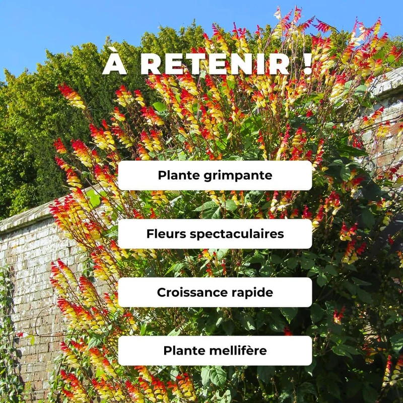 Plumes d’Indien — Mina lobata — Graines