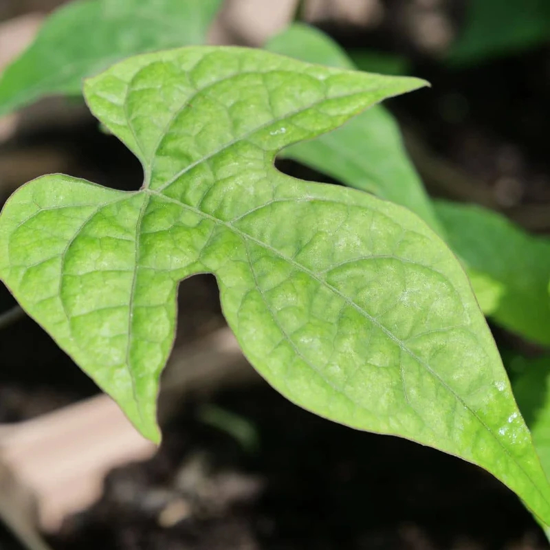 Plumes d’Indien — Mina lobata — Graines