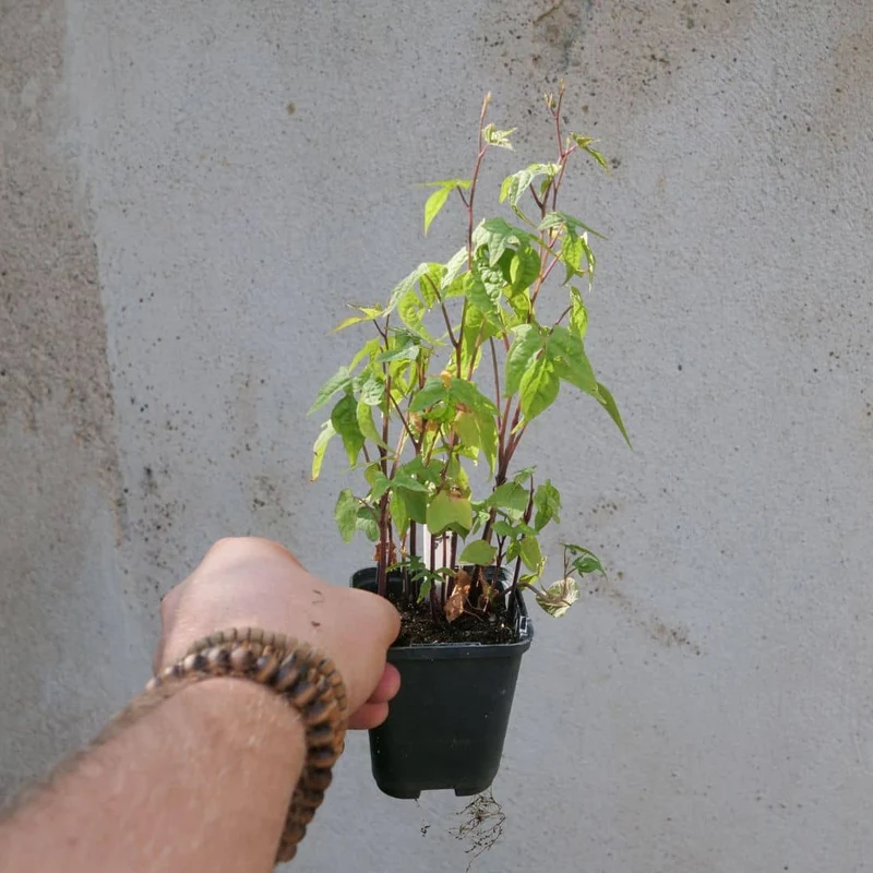 Plumes d’Indien — Mina lobata — Graines