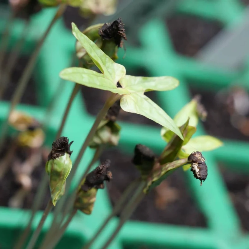 Plumes d’Indien — Mina lobata — Graines