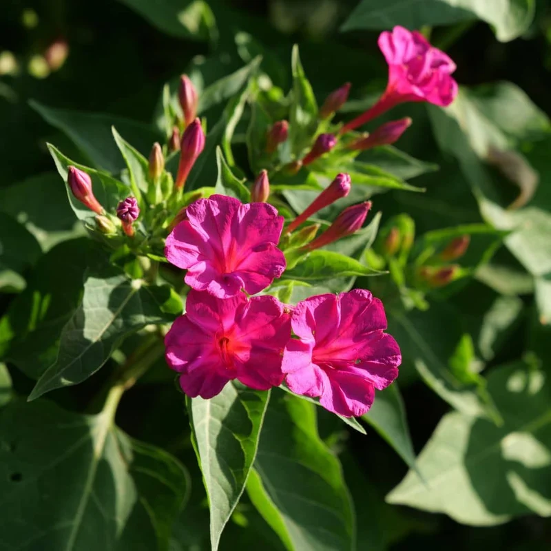 Belle-de-nuit rose — Graines