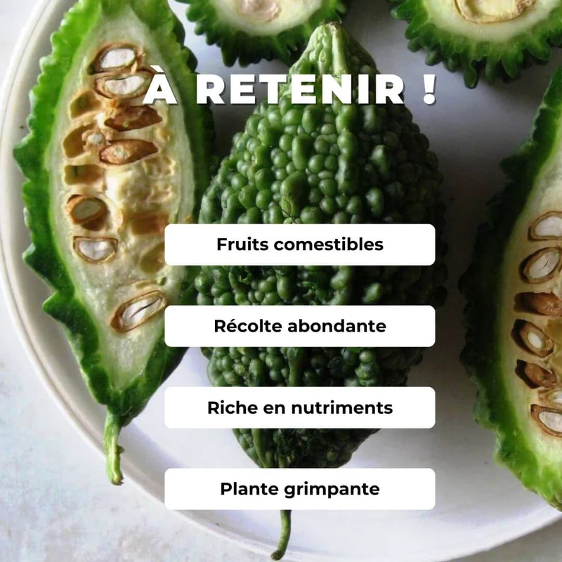 Margose — Graines