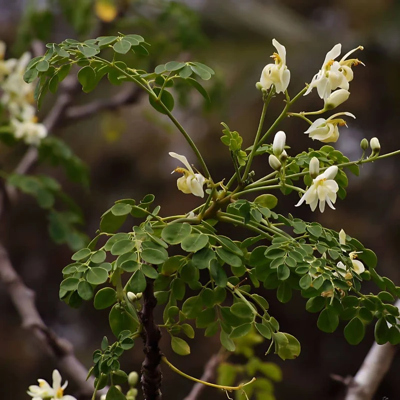 Moringa — Graines ou plant
