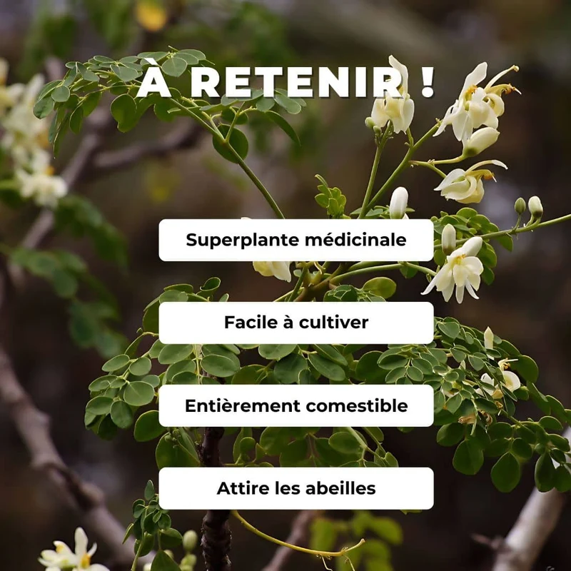Moringa — Graines ou plant