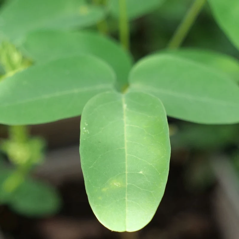 Moringa — Graines ou plant