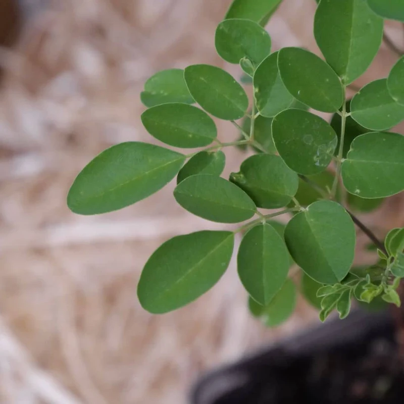 Moringa — Graines ou plant
