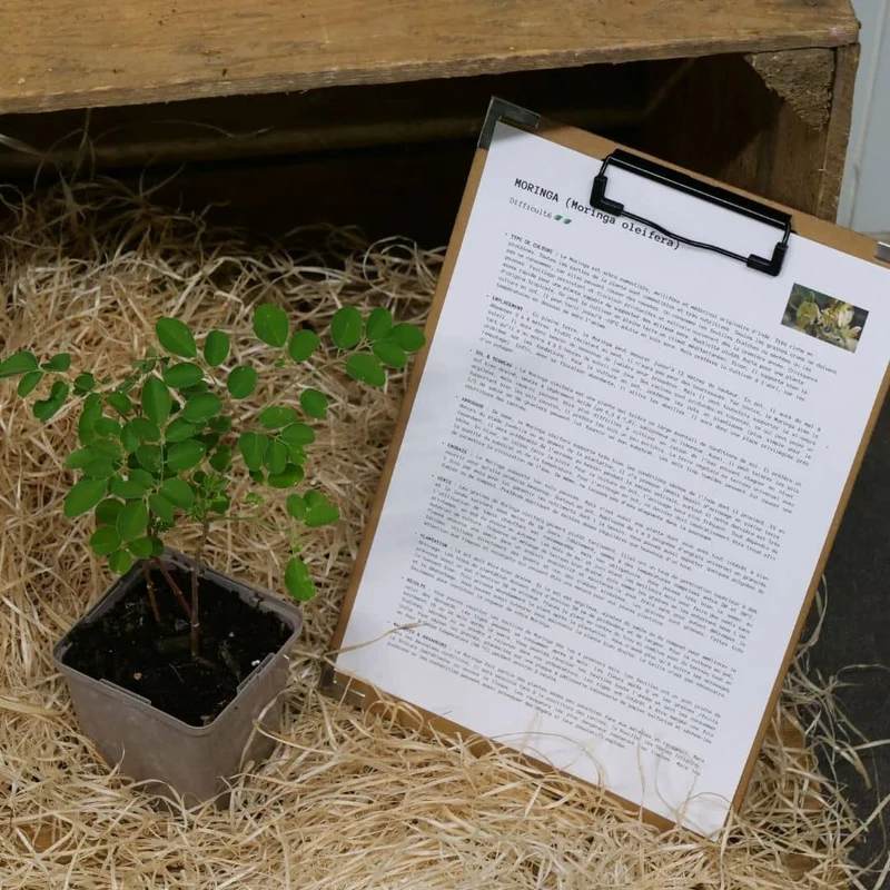 Moringa — Graines ou plant