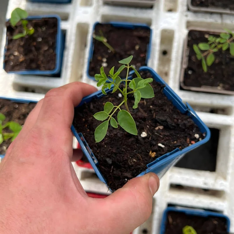 Moringa — Graines ou plant