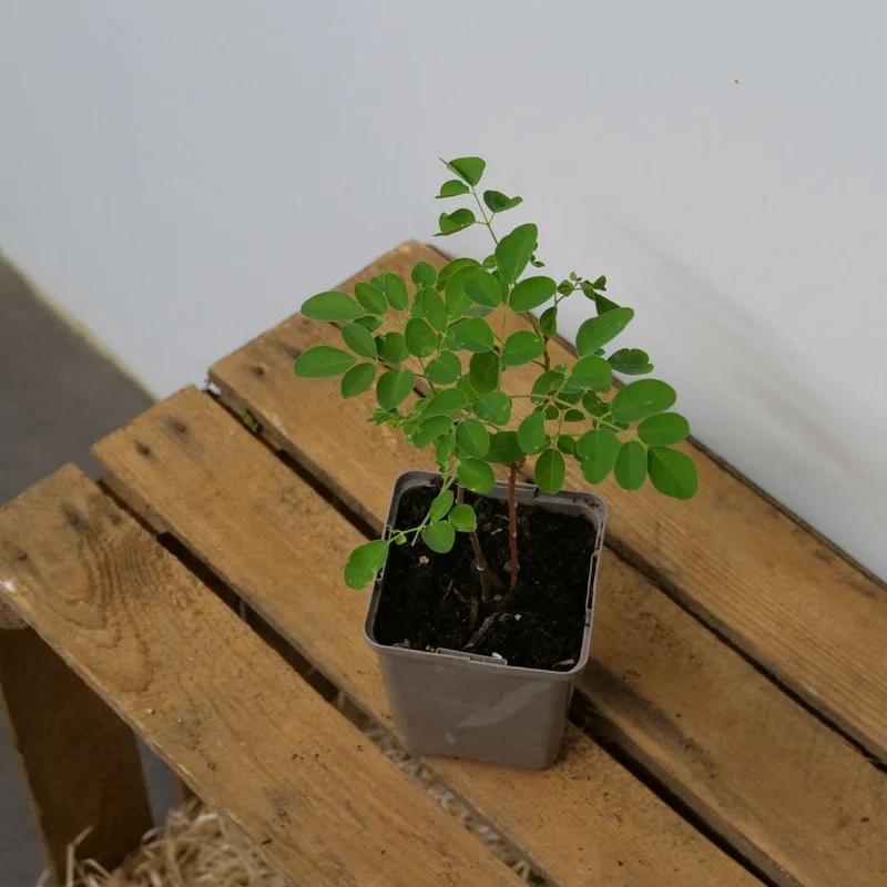 Moringa — Graines ou plant