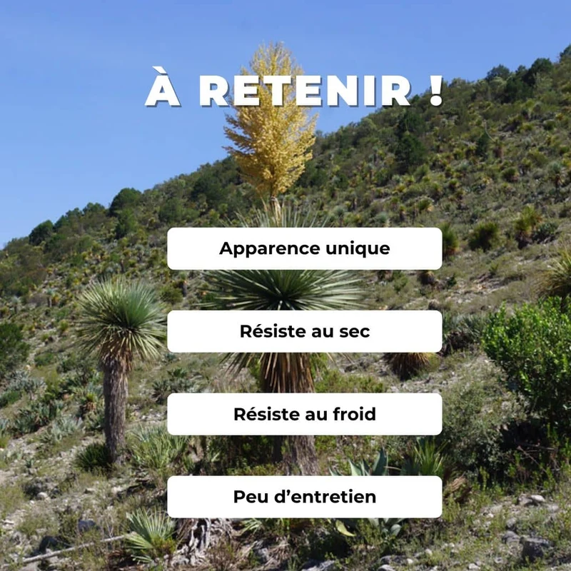 Noline bleue — Graines