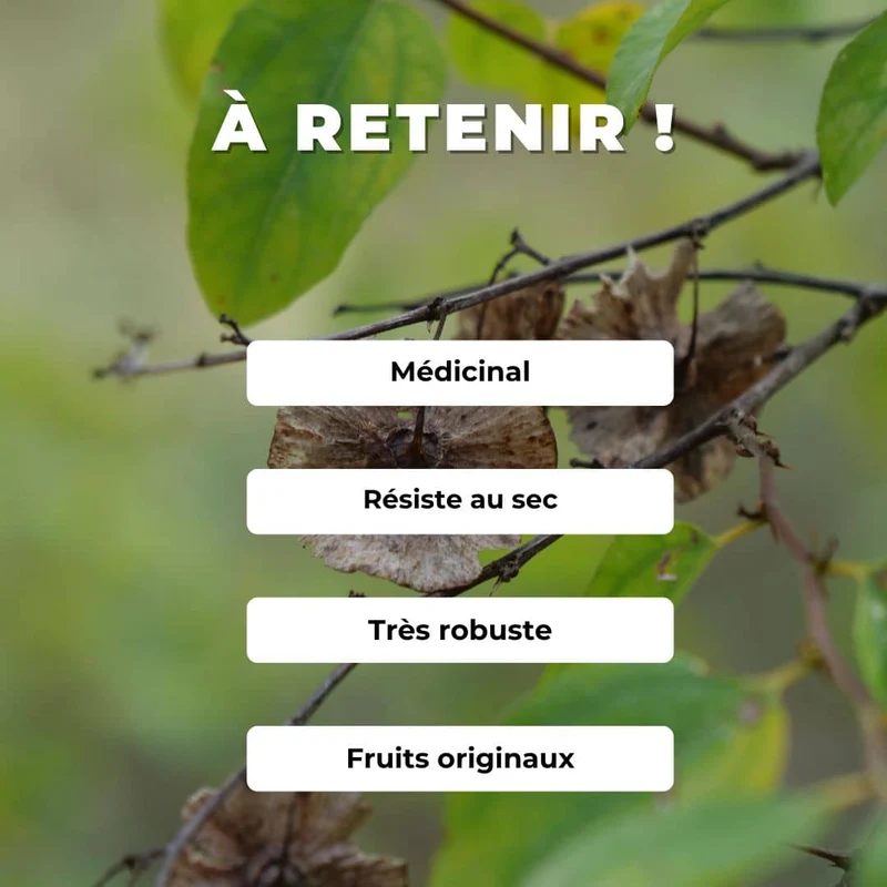 Épine du Christ — Paliure — Graines ou plant