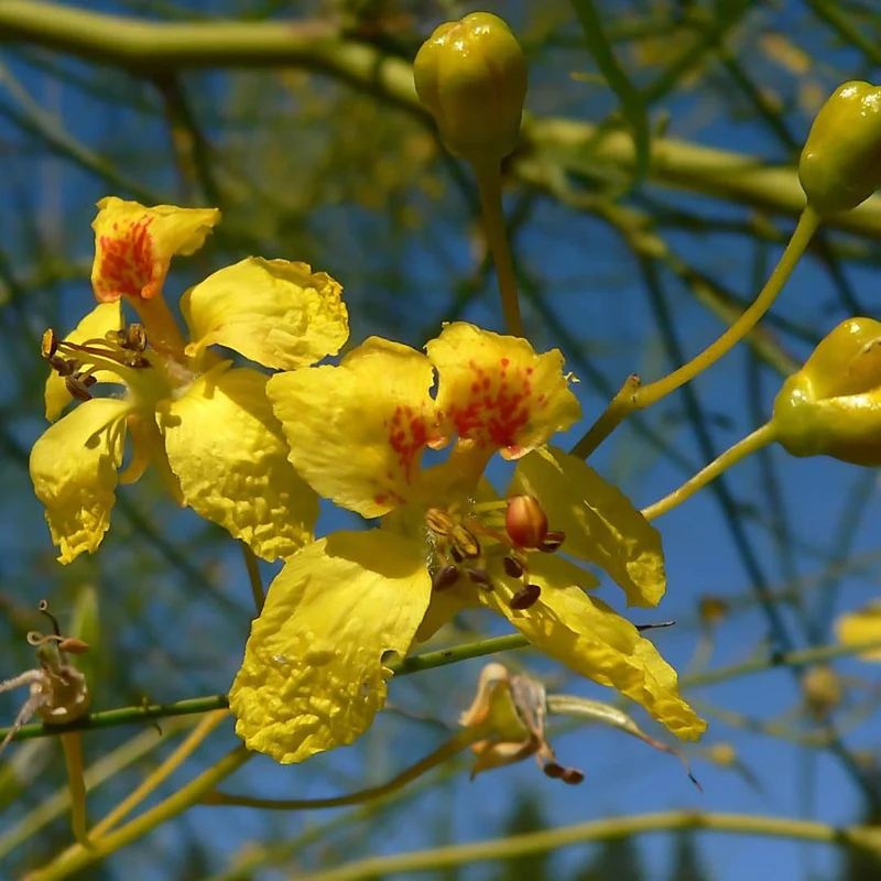 Épine de Jérusalem — Graines ou plant