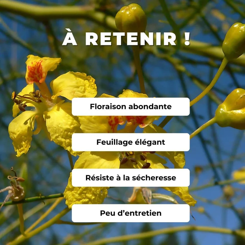 Épine de Jérusalem — Graines ou plant