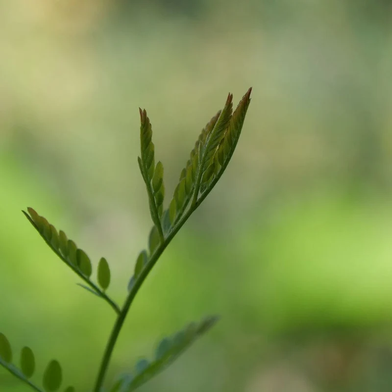 Épine de Jérusalem — Graines ou plant