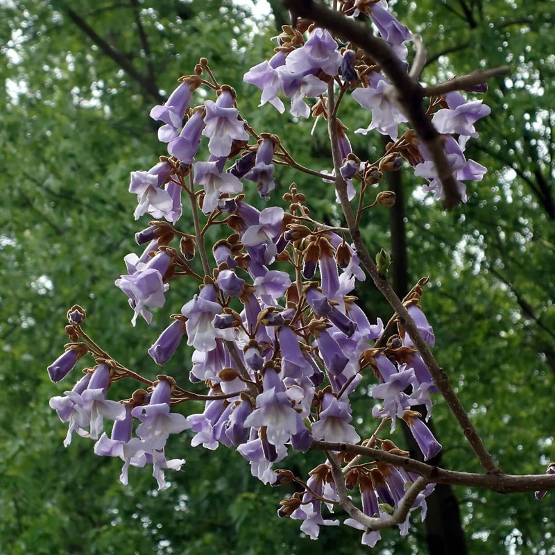 Paulownia tomentosa — Graines