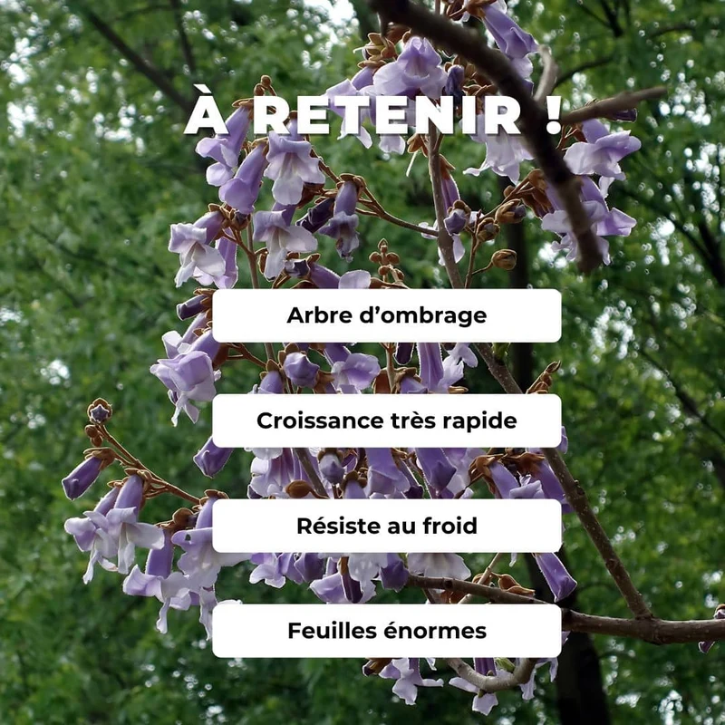 Paulownia tomentosa — Graines